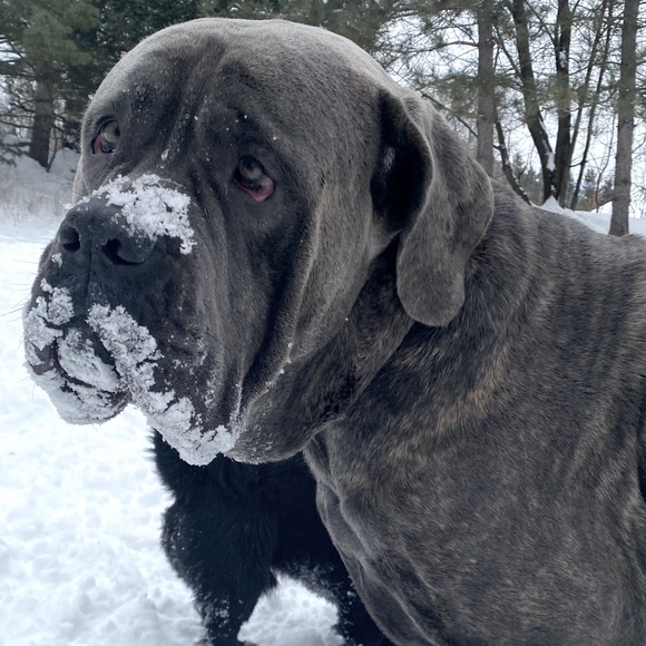 Meet your Posher Gunnar - Picture 1 of 1